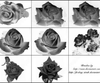 9 玫瑰花朵 Photoshop 画笔