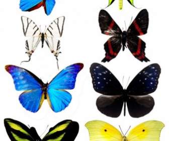Une Image De La Belle Butterflypng