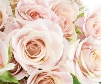 A Bouquet Of Pink Roses Picture