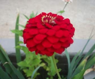 Un Fiore Rosso
