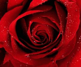 A Red Rose For You Wallpaper Flowers Nature