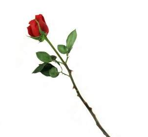 Ein Bild Mit Roten Rosen