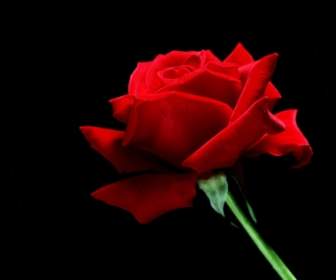 A Single Red Rose Wallpaper Flowers Nature