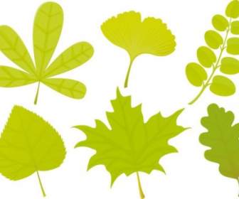 Eine Vielzahl Von Leaf Formen Vektor