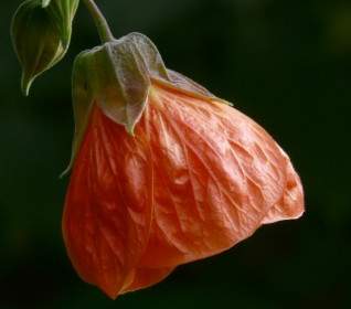 Abutilon Flower Orange