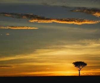 Acacia Tree Wallpaper Kenya World