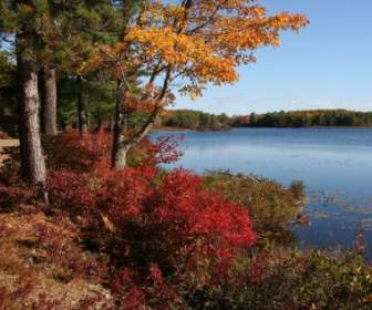 Paysage De Maine Pour Le Parc National Acadia