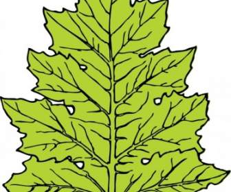 Acanthus Leaf Clip Art