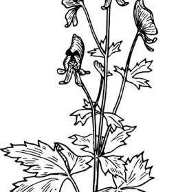 Aconitum ClipArt