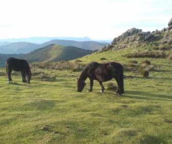 Adarra Landschaft Pferde