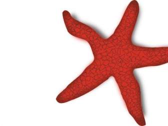 Addon Merah Starfish Clip Art