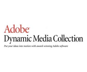 Adobe 動態媒體收藏