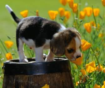 Adorable Puppy-Tapete-Hunde-Tiere