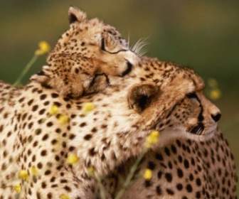 Affectionate Cheetahs Wallpaper Cheetahs Animals