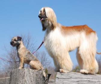 Afghan Border Terrier Cani