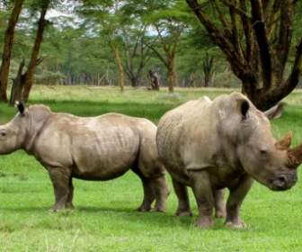 Africa White Rhinos Rhino