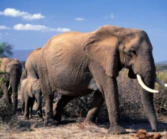 Tapeta Słonie Afrykańskie Słonie Zwierzęta