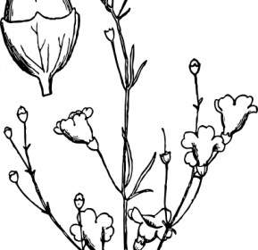 Agalinis Obtusifolia ปะ