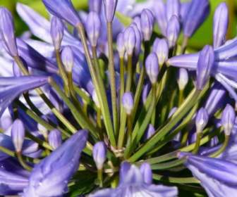 Agapanthus 花藍色