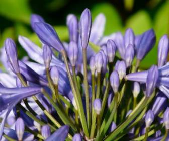 Agapanthus 花藍色