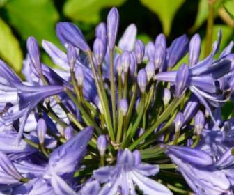 Blu Fiore Di Agapanthus