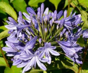 Agapanthus 꽃 블루