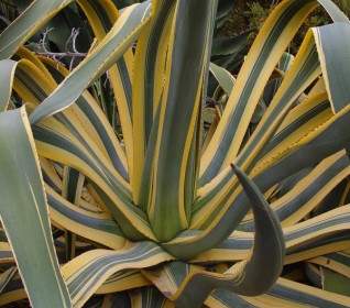 Agave Kaktus Pflanze