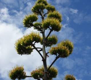 Agave-Pflanze-Blüte