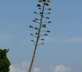 Agave Pflanze Blume