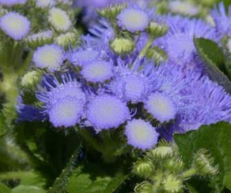 Ageratum Houstonianum Blueme Flower