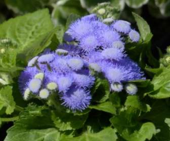 Fiore Di Ageratum Houstonianum Blueme