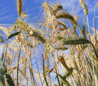 Cereali Panificabili Agricoltura
