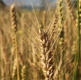 Agriculture Bread Cereals