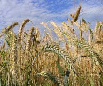 Cereales Pan De Agricultura