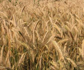 Cereales Agricultura Curvados