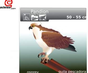 Aguila بيسكادورا قصاصة فنية