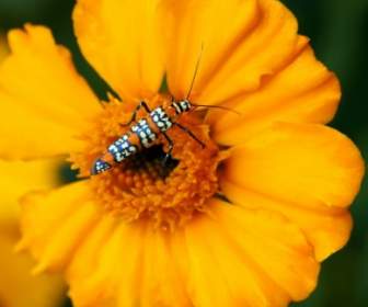 Falena Di Ailanthus Webworm Moth Atteva Aurea