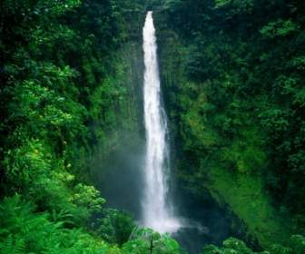 Akaka Falls Wallpaper Waterfalls Nature