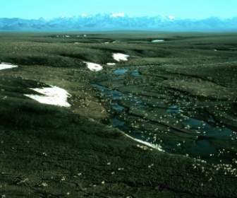 Alaska Landscape Caribou