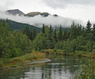 Alaska Wilderness Forest