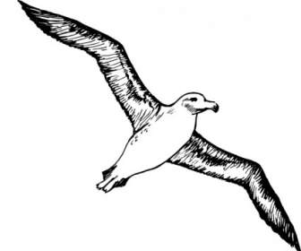 Albatros Clip Art