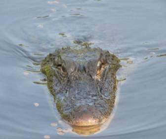 Alligator Tierischen Natur