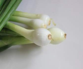 Allium Bunch Cepa