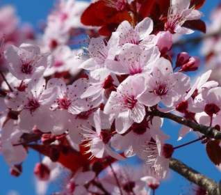 Almond Blossom Cherry Blossom Japanese Cherry Trees