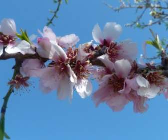 Almond Blossom Spring Flowers