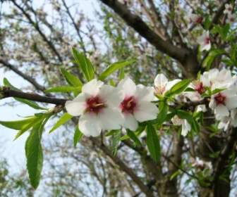 Almond Flower Wood