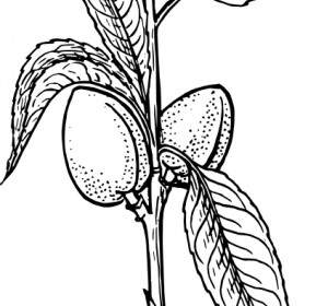 Migdałowy Roślin Clipart