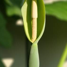 alocasia macrorrhizoz plant blossom