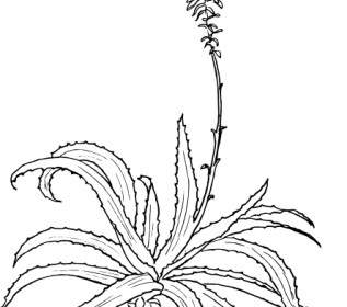 Aloes Clipart