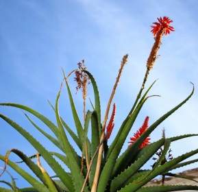 Aloe Vera Pflanze